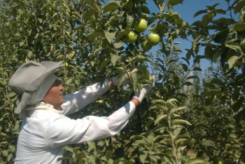Создание агропарка в ЮКО поможет ипмортозамещению