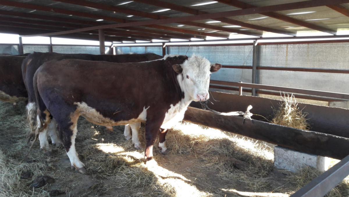 Сергей Романов