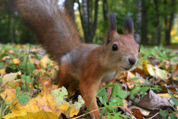 В Калифорнии 45 тысяч домов остались без света из-за белки