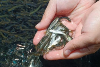 В ВКО пополняют запасы рыбы в водоемах