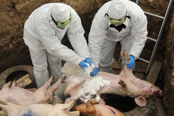 Ветеринары Павлодара не боятся вспышки африканской чумы свиней