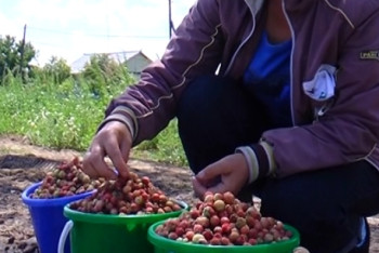 В лесах около Астаны начался сезон ягод
