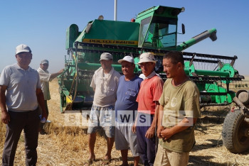 В Южном Казахстане полным ходом идет уборка зерновых 