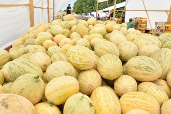 Фотография к новости: Дыни и арбузы из ЮКО пришлись по вкусу европейцам