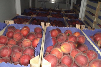 Подкарантинная продукция из Казахстана была задержана на российской границе  