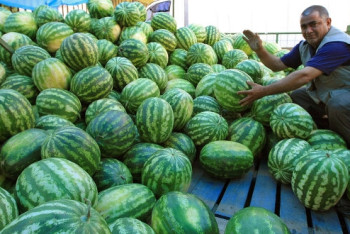 Есть ли нитраты в бахчевых на рынках Астаны и как правильно выбрать арбуз?