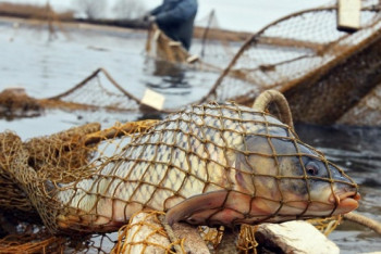 В Акмолинской области выявлено более 5 тыс нарушений природоохранного законодательства