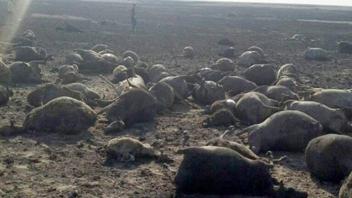 из свободных источников 