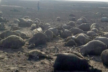 У сгоревшего пастуха из Костанайской области осталось восемь детей