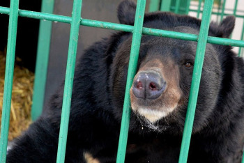 Казахстанцев возмутил жестокий поступок посетителя зоопарка в Алматы