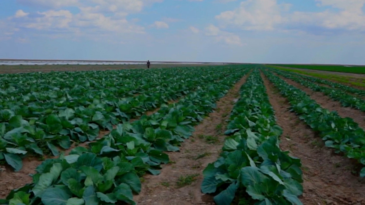 Овощи из Атырауской области станут дешевле 