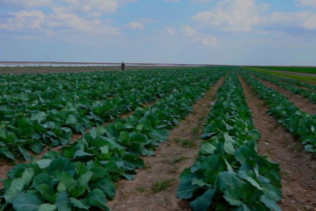 Овощи из Атырауской области станут дешевле 