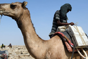 40 человек похитили боевики на верблюдах в Нигере