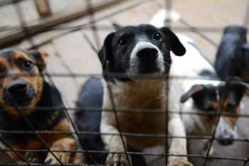 В столице появится первый госприют для бродячих животных