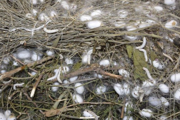 В ЮКО будут ежегодно производить 50 тонн шелка