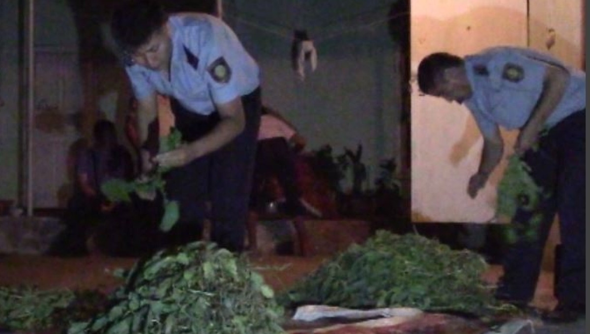 У жительницы Шымкента изъяли 900 кустов наркосодержащего растения 