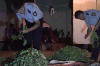 У жительницы Шымкента изъяли 900 кустов наркосодержащего растения 