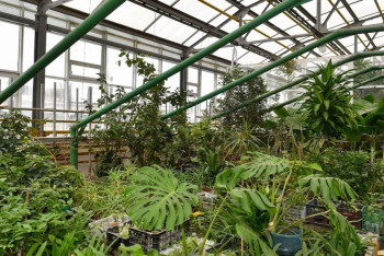 Будет ли существовать вековой Ботанический сад в Петропавловске?  