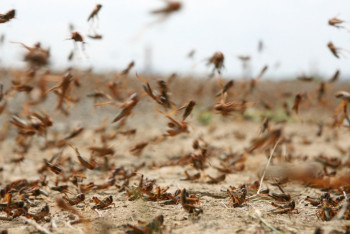 В Карагандинской области начались мероприятия по борьбе с саранчой 