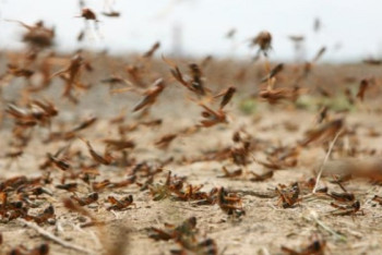 В Кызылорде с воздуха ведется борьба с саранчой