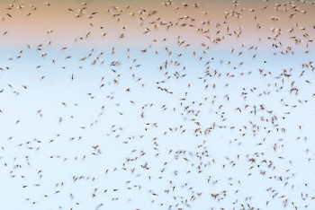 В Акмолинской области ликвидируют сибирский гнус