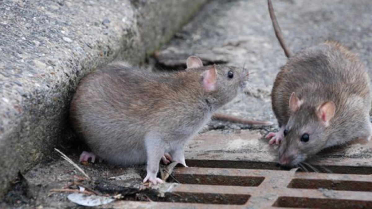 из свободных источников 