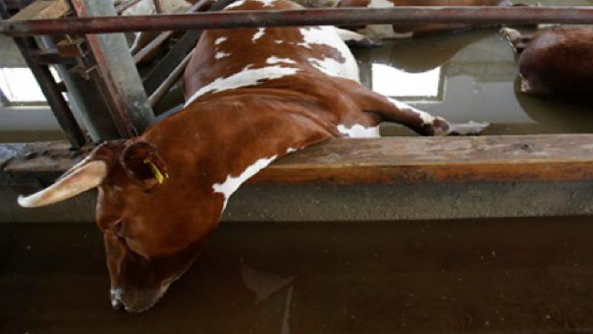 из свободных источников 