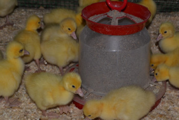 Фотография к новости: 12 тонн гусиного мяса реализовал по Казахстану кооператив из СКО