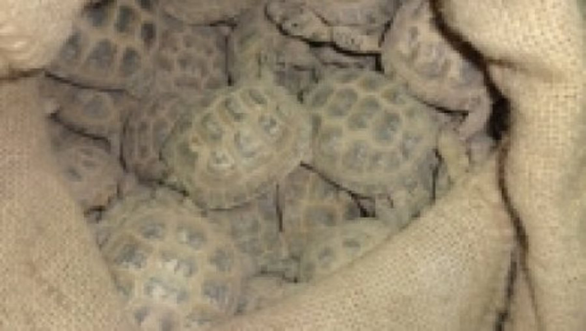 из открытых источников