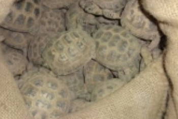 200 черепах пытались незаконно ввезти в Россию из Казахстана