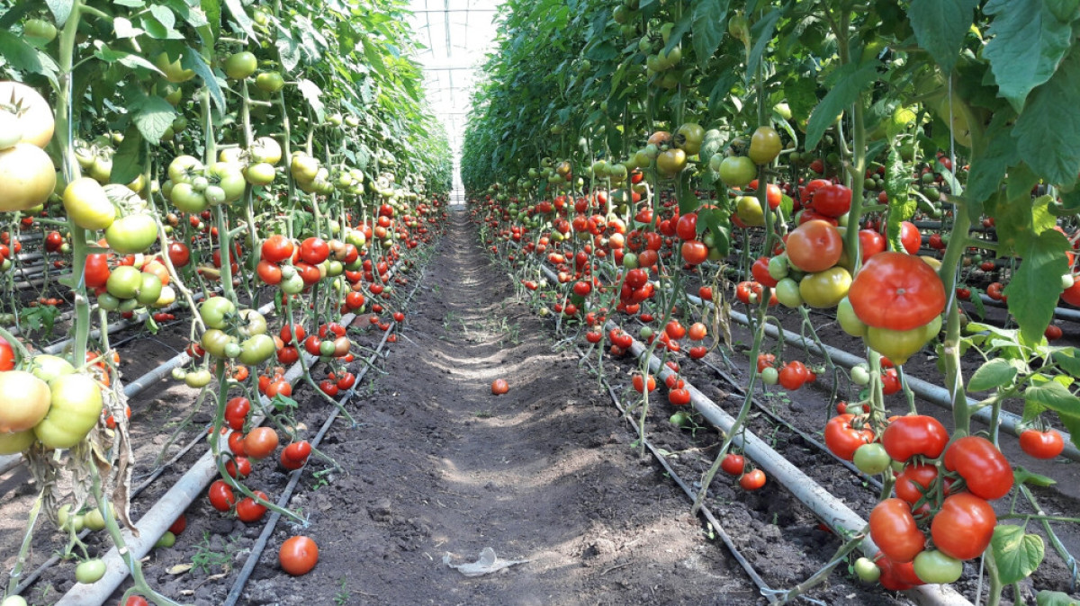 Сергей Романов