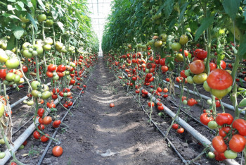 В Уральске построили теплицу размером с футбольное поле