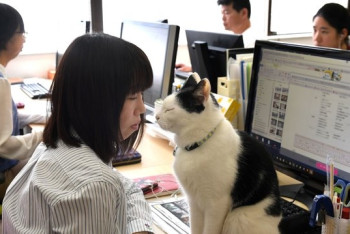 Фотография к новости: Японцы придумали способ улучшить работоспособность людей с помощью котов