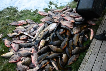 12 тонн рыбы пытались вывезти браконьеры с Балхаша  