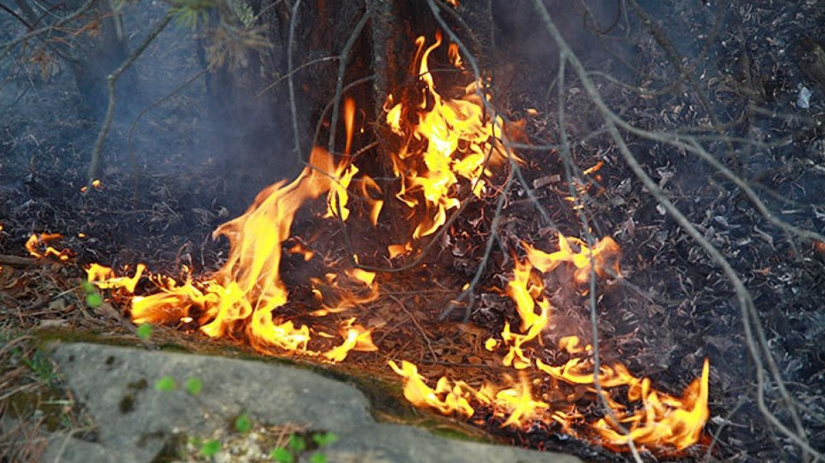 из свободных источников 