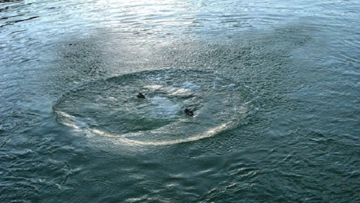 из открытых источников