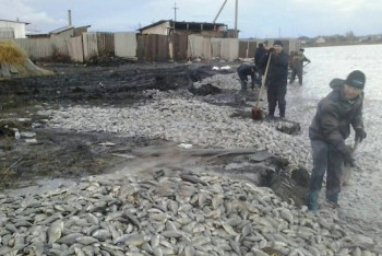 Фотография к новости: В СКО от недостатка кислорода погибли шесть тонн карася 