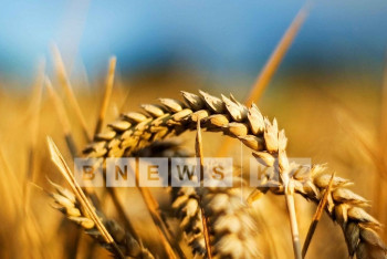 Страны ЕАЭС обсудили развитие сотрудничества в сфере АПК