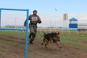 Собачьи бега устроили павлодарцы в честь Первомая