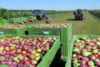 Фотография к новости: Президенту показали, как с помощью высоких технологий выращивают яблоки 