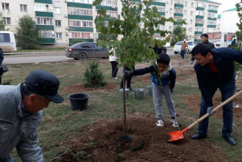 На Западе Казахстана высадили более 40 тысяч деревьев