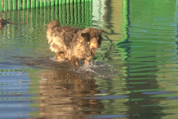 Как вызволяют животных в затопленных районах спасатели Темиртау 