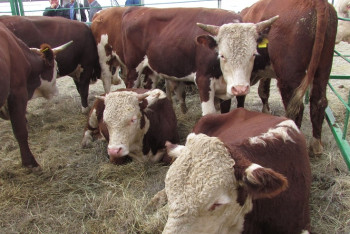 Сельчане ВКО представят на ЕХPO-2017 экологически чистую продукцию