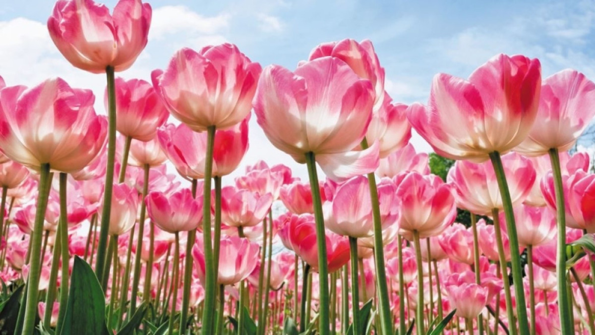 из свободных источников 