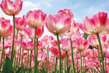 Миллион цветов высадят в Акмолинской области