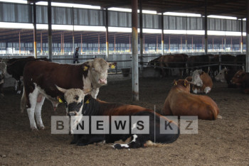 В ЗКО массово гибнет скот