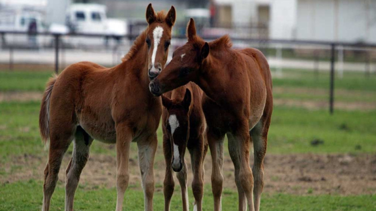 из открытых источников