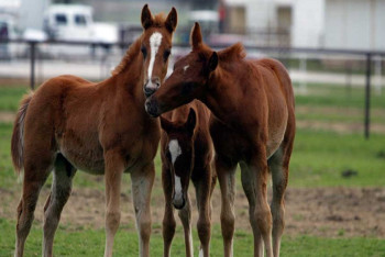 Названа причина массовых абортов у лошадей в Костанайской области