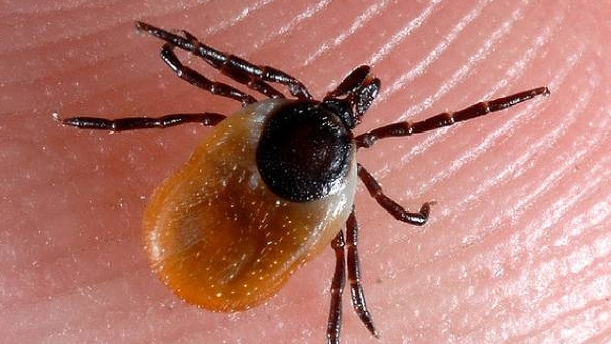 из открытых источников