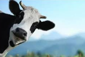 Фотография к новости: В США корова стала виновницей полицейской погони